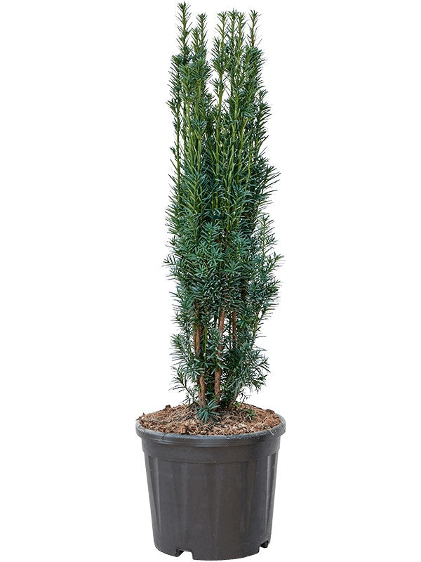 Taxus baccata &