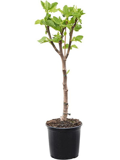 Ficus carica 'Variegata'_0