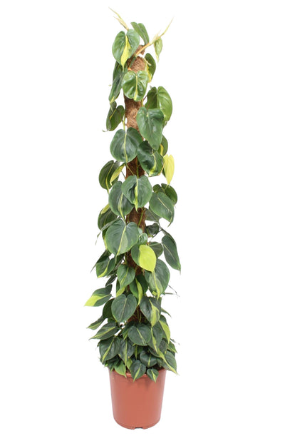  Philodendron scandens 'Brasil' (mosstok)_0