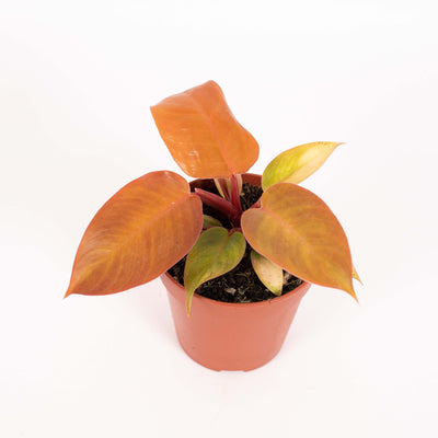 Philodendron Prince of Orange_5