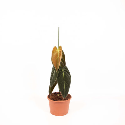 Philodendron Melanochrysum_0