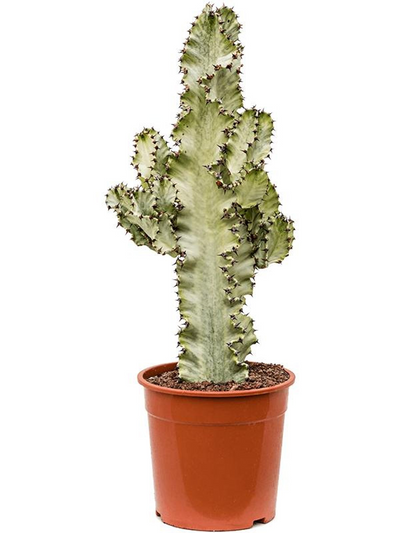Euphorbia ingens marmorata_0
