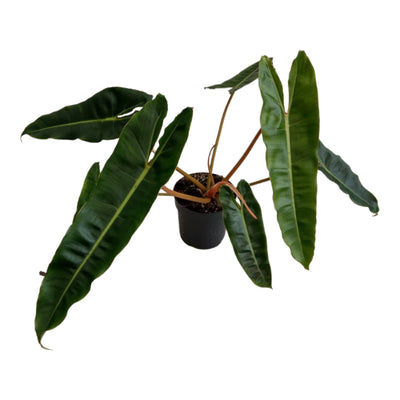 Philodendron Billietiae_0