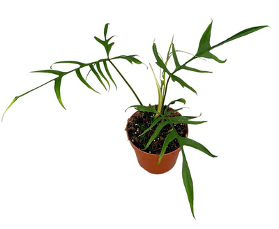 Philodendron Polypodioides_1