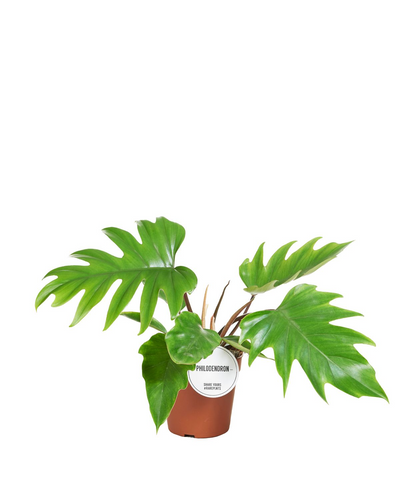 Philodendron Mayoi_0