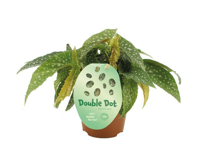 Begonia cane Double Dot _0