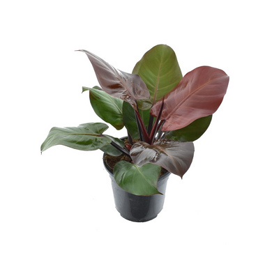 Philodendron Cherry Red_0