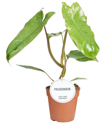 Philodendron Paraiso Verde_0