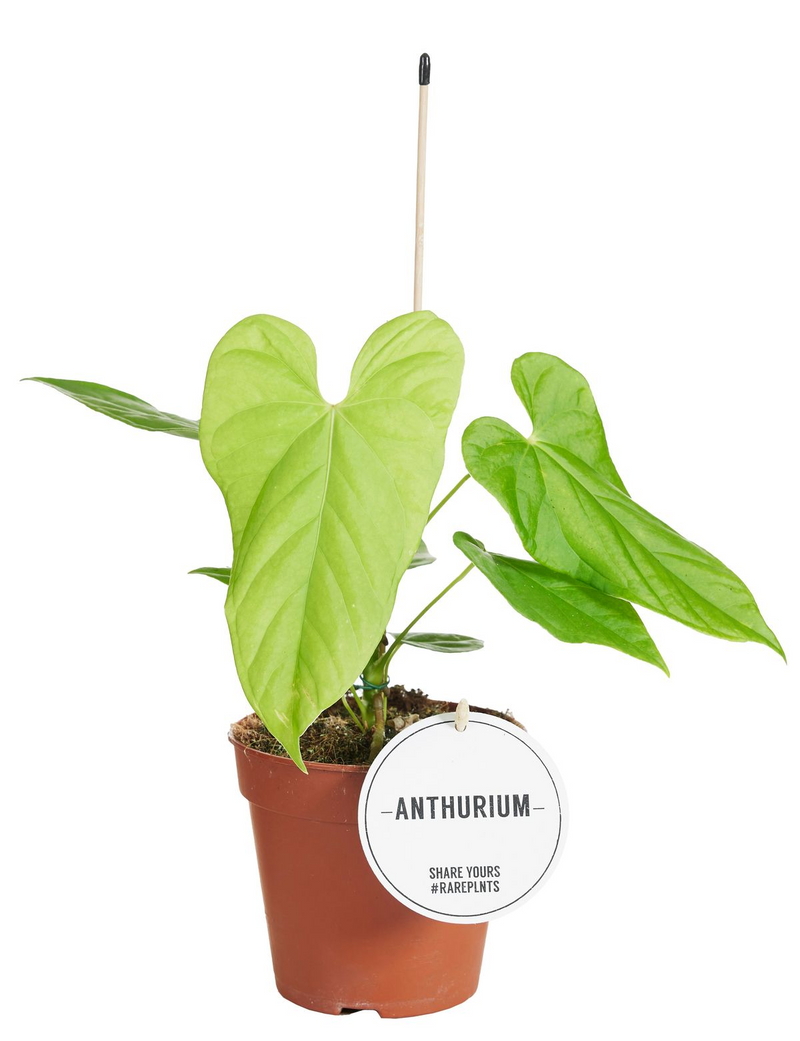 Anthurium Balaloanum_0