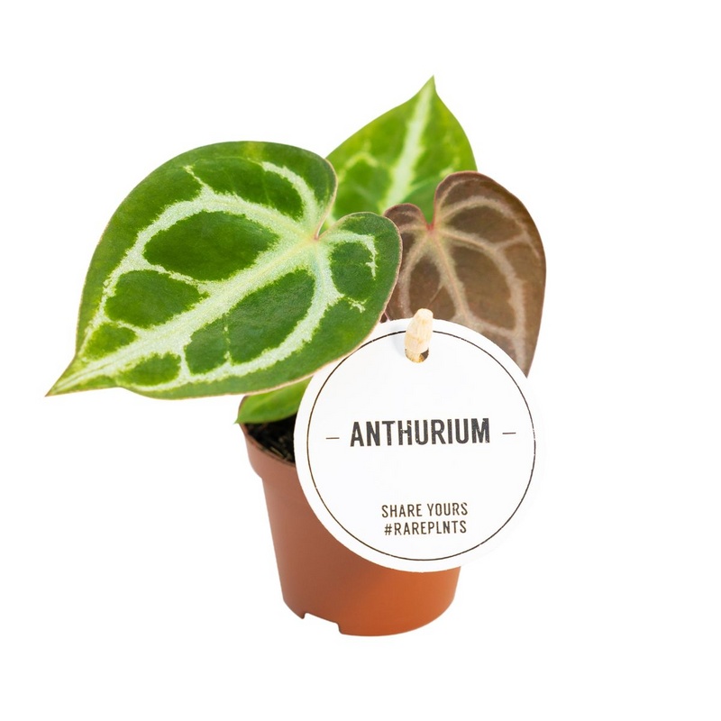 Anthurium Crystallinum_0