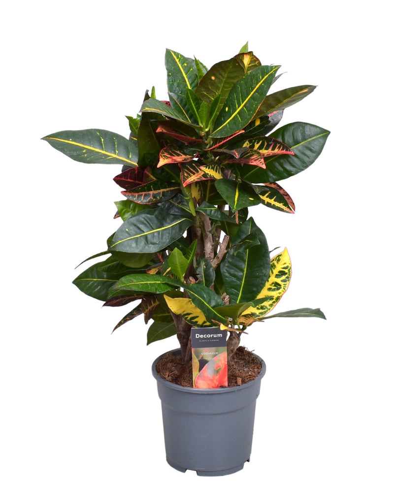 Croton Petra_0