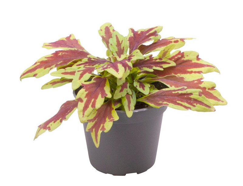 Coleus Le Freak_0