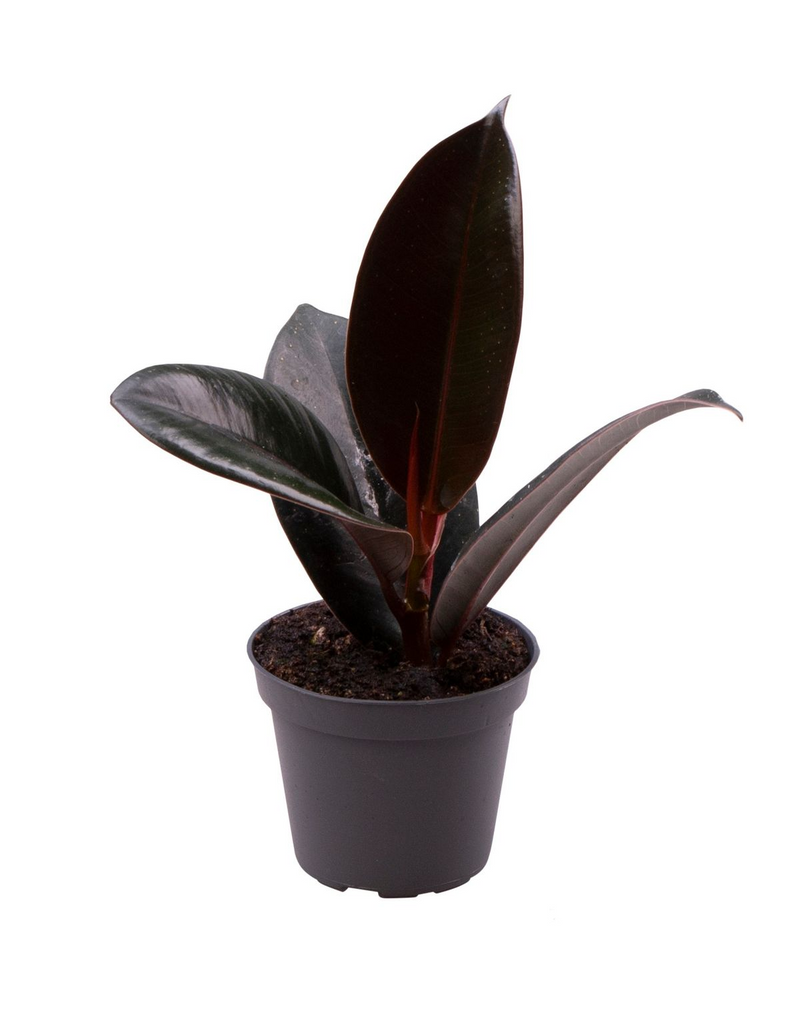 Ficus elastica &