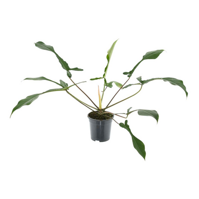 Philodendron Joepii_0