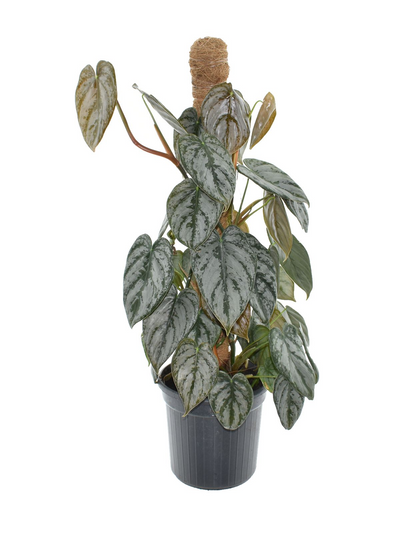 Philodendron Brandtianum  (met mosstok)_0