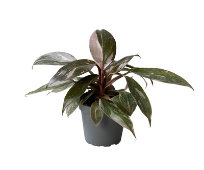 Philodendron Pink Princess Marble_0