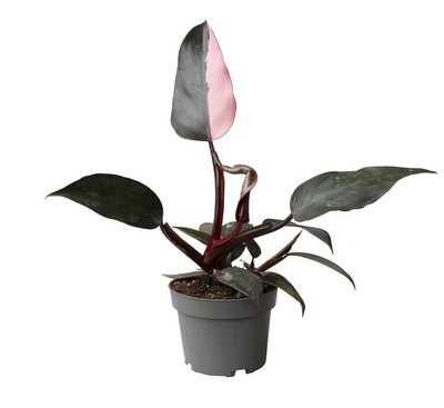 Philodendron Pink Princess_0