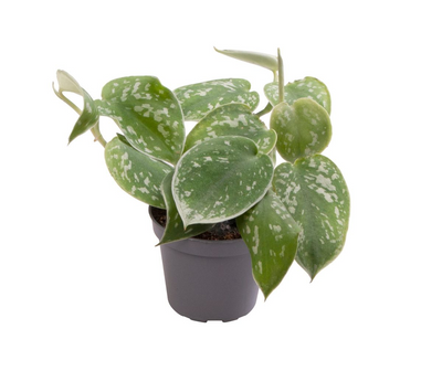 Philodendron Scandens Pictus_0