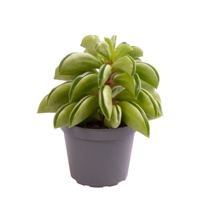 Peperomia Fire Sparks_0