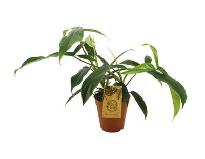 Philodendron 69686_0
