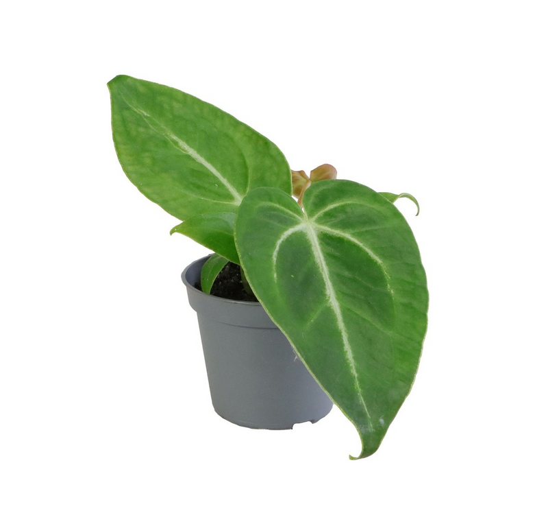 Anthurium Magnificum_0