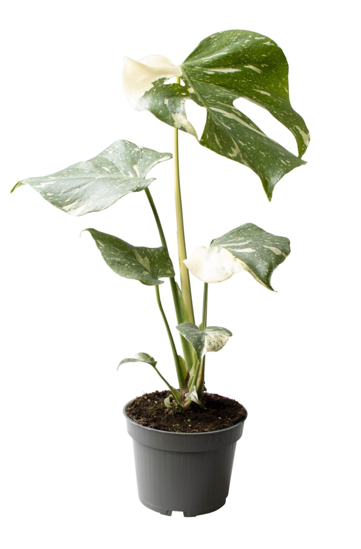 Monstera Thai Constellation_0