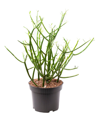 Euphorbia Tirucalli_0