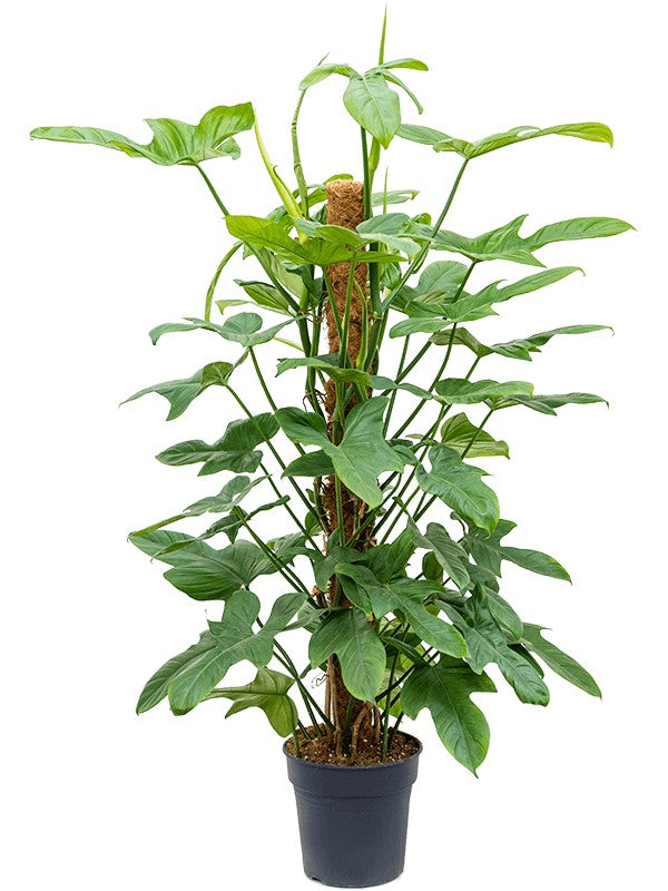 Philodendron bipennifolium &