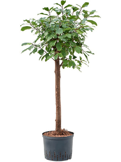 Ficus reflexa op stam (hydrocultuur)_0
