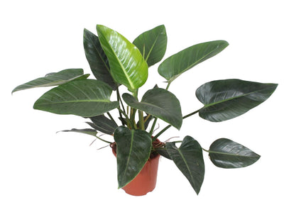 Philodendron Congo Green_0