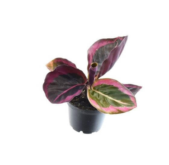 Calathea Princess Jessie_2