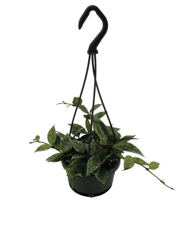 Hoya Lacunosa splash (hangplant)_0