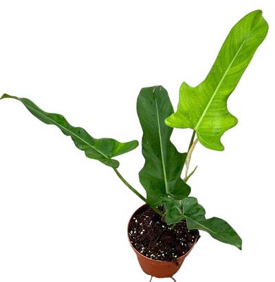 Philodendron Jerry Horne_0