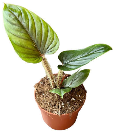 Philodendron Serpens_1