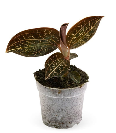 Anoectochilus chapaensis (Jewel Orchid)_0