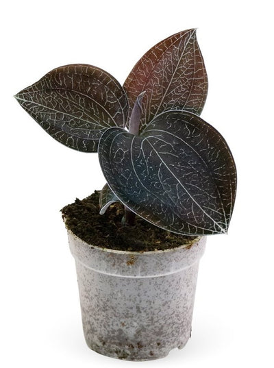 Anoectochilus sikkimensis (Jewel Orchid)_0