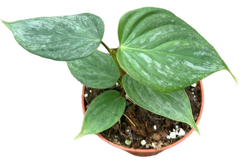 Philodendron P Majestic_1
