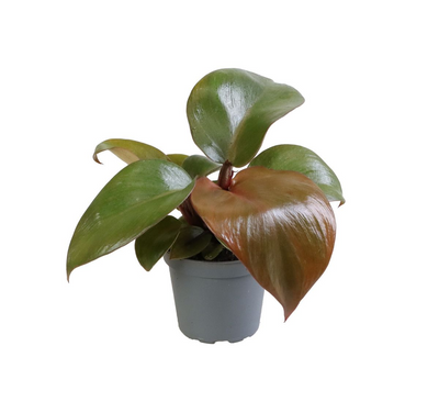Philodendron Red Heart_0