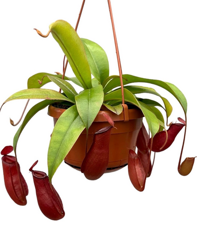 Nepenthes Bloody Mary_0
