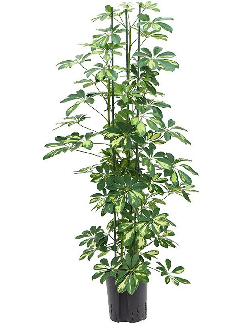 Schefflera arboricola &