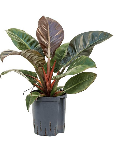 Philodendron 'Imperial Red' (HYDRO)_0