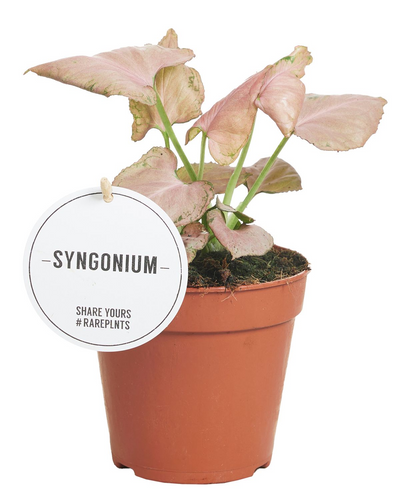 Syngonium Strawberry_0