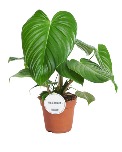 Philodendron Grandipes_0