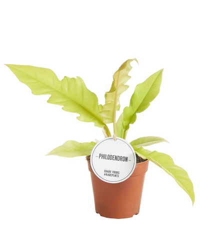 Philodendron Gergaji Golden Saw_0