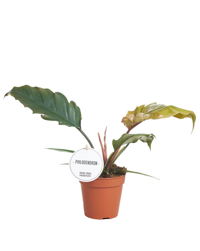Philodendron Choco Empress_0