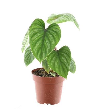 Philodendron Mamei_0