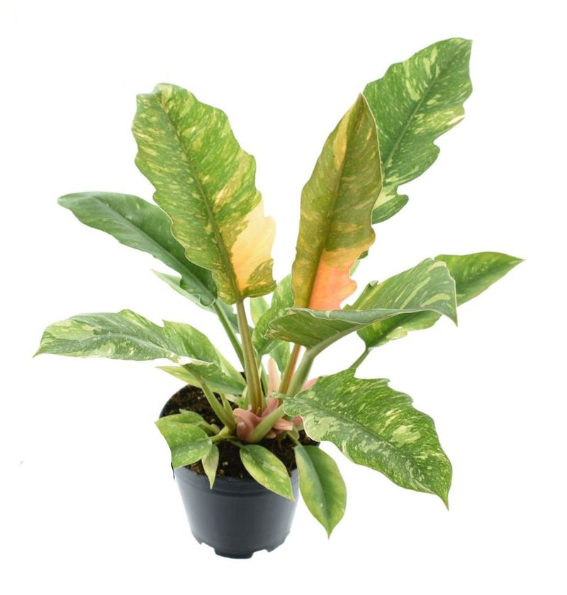 Philodendron narrow &