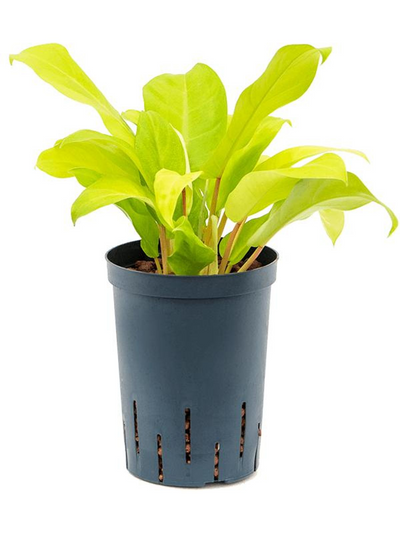 Philodendron 'Malay Gold' (HYDRO)_0