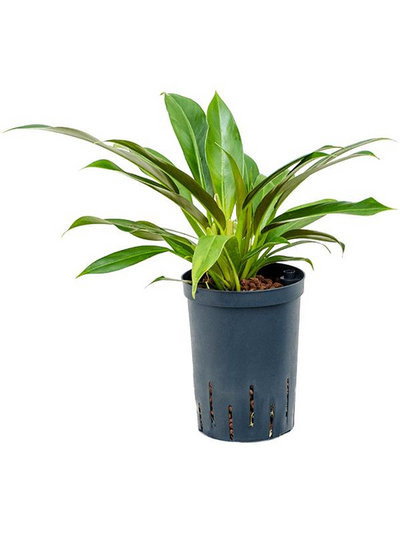 Philodendron 'Little Phil' (HYDRO)_0