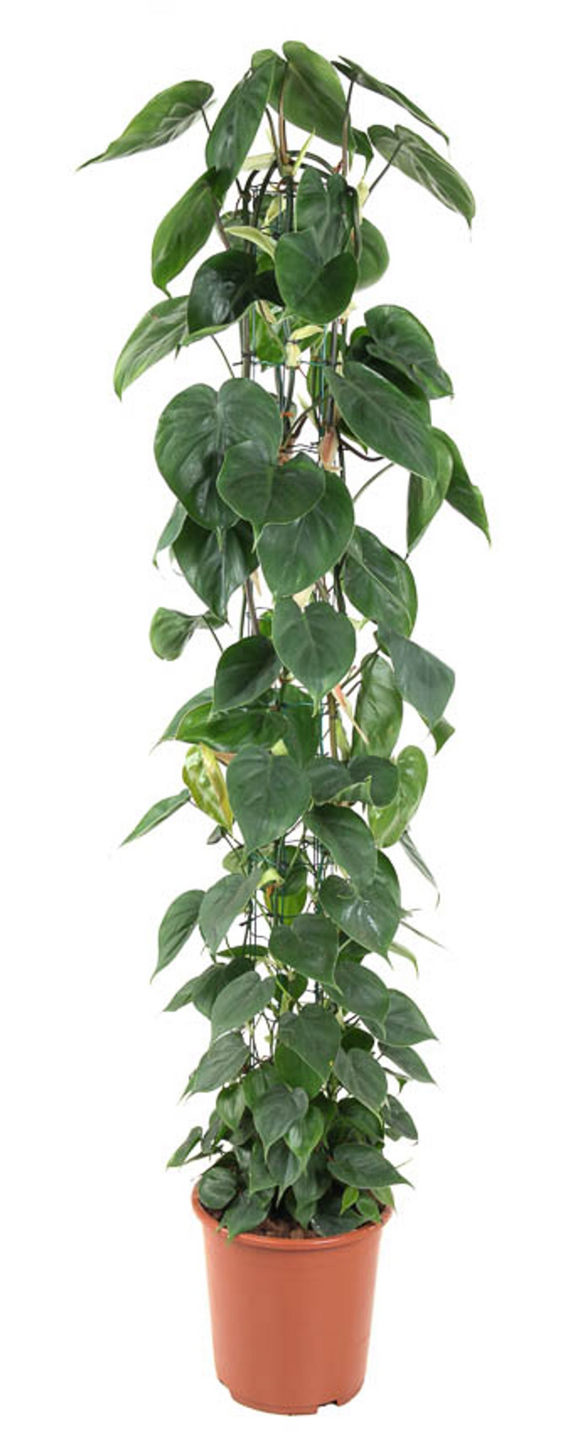 Philodendron Scandens (zui)l _0